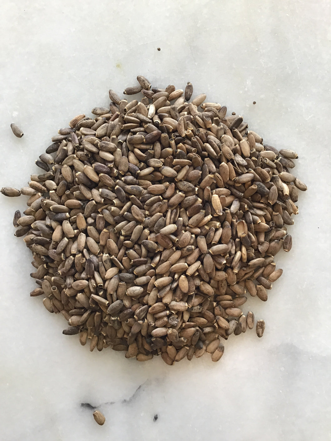 Milk Thistle, Organic
