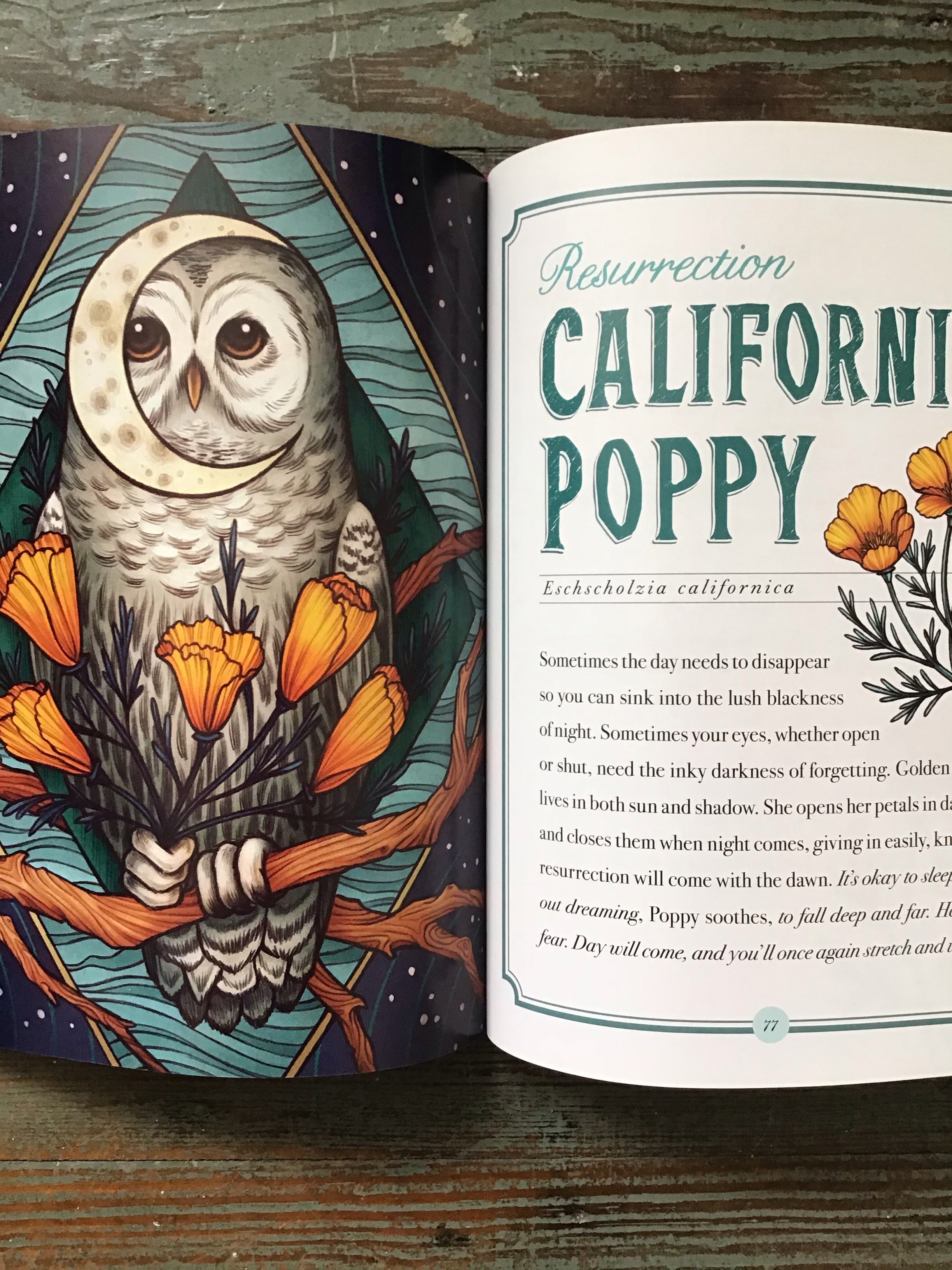 The Illustrated Herbiary: Guidance and Rituals from 36 Bewitching Botanicals